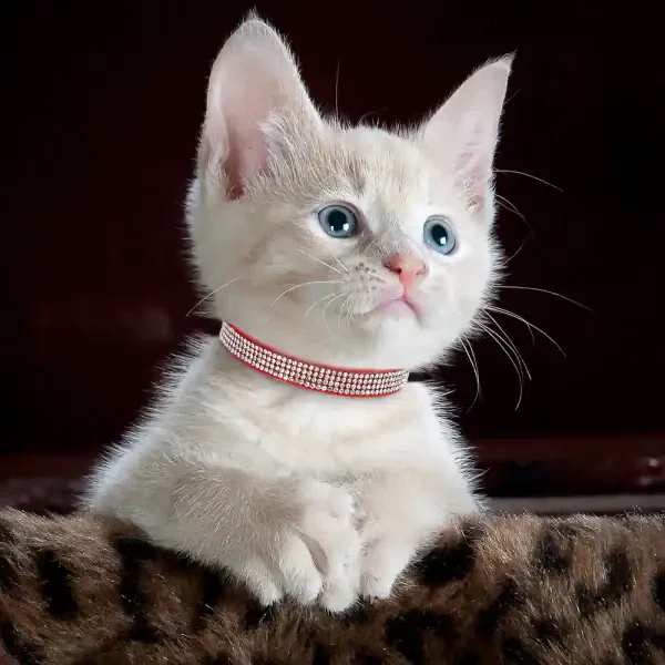 Soft Pink Suede Cat Collar with Rhinestones - Image 2