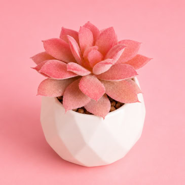 Cute Pink Artificial Succulent Minimalist Faux Plant Decor